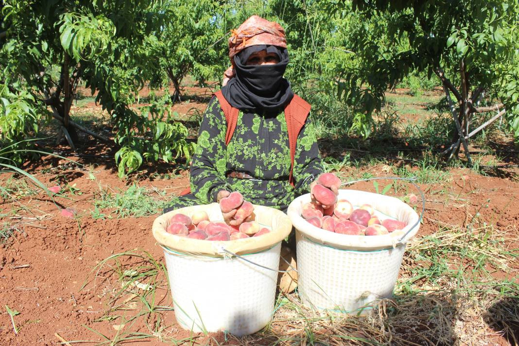 Markette 55 tarlada 8 TL'den alıcı buluyor! 40 derece sıcakta hasadı başladı - Resim: 1